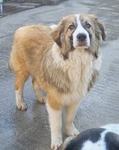 JONESY, Hund, Tornjak-Mix in Kroatien - Bild 10