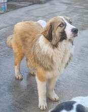 JONESY, Hund, Tornjak-Mix in Kroatien - Bild 11