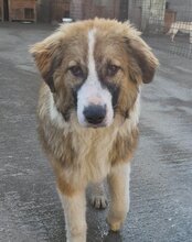 JONESY, Hund, Tornjak-Mix in Kroatien - Bild 12