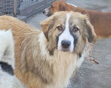 JONESY, Hund, Tornjak-Mix in Kroatien - Bild 13