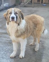 JONESY, Hund, Tornjak-Mix in Kroatien - Bild 14