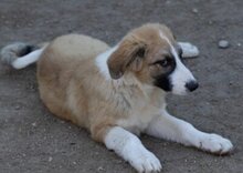 JONESY, Hund, Tornjak-Mix in Kroatien - Bild 15