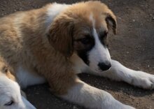 JONESY, Hund, Tornjak-Mix in Kroatien - Bild 16