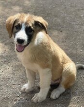 JONESY, Hund, Tornjak-Mix in Kroatien - Bild 17