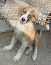 JONESY, Hund, Tornjak-Mix in Kroatien - Bild 18