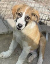 JONESY, Hund, Tornjak-Mix in Kroatien - Bild 19