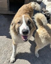 JONESY, Hund, Tornjak-Mix in Kroatien - Bild 2