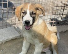 JONESY, Hund, Tornjak-Mix in Kroatien - Bild 21