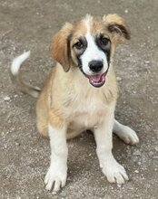 JONESY, Hund, Tornjak-Mix in Kroatien - Bild 22