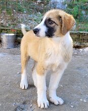 JONESY, Hund, Tornjak-Mix in Kroatien - Bild 23