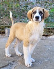 JONESY, Hund, Tornjak-Mix in Kroatien - Bild 24