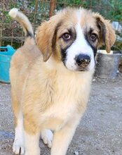 JONESY, Hund, Tornjak-Mix in Kroatien - Bild 25