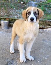 JONESY, Hund, Tornjak-Mix in Kroatien - Bild 26