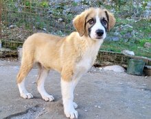 JONESY, Hund, Tornjak-Mix in Kroatien - Bild 27