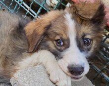 JONESY, Hund, Tornjak-Mix in Kroatien - Bild 28