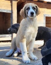 JONESY, Hund, Tornjak-Mix in Kroatien - Bild 29