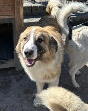 JONESY, Hund, Tornjak-Mix in Kroatien - Bild 3