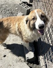 JONESY, Hund, Tornjak-Mix in Kroatien - Bild 4