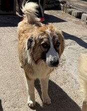 JONESY, Hund, Tornjak-Mix in Kroatien - Bild 5
