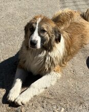 JONESY, Hund, Tornjak-Mix in Kroatien - Bild 6