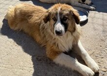 JONESY, Hund, Tornjak-Mix in Kroatien - Bild 7