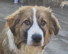 JONESY, Hund, Tornjak-Mix in Kroatien - Bild 8