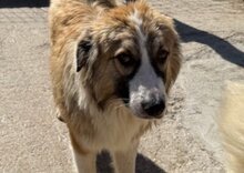 JONESY, Hund, Tornjak-Mix in Kroatien - Bild 9