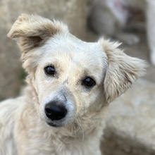 CAREK, Hund, Mischlingshund in Griechenland - Bild 1