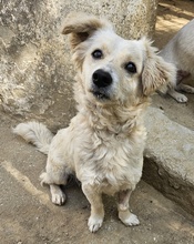 CAREK, Hund, Mischlingshund in Griechenland - Bild 10
