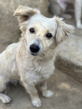 CAREK, Hund, Mischlingshund in Griechenland - Bild 3