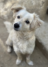 CAREK, Hund, Mischlingshund in Griechenland - Bild 5