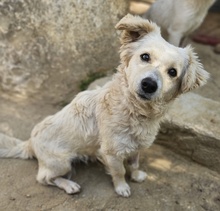 CAREK, Hund, Mischlingshund in Griechenland - Bild 7