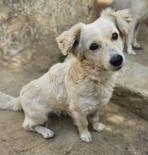 CAREK, Hund, Mischlingshund in Griechenland - Bild 8