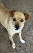 COTTON, Hund, Mischlingshund in Griechenland - Bild 2