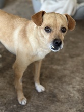 COTTON, Hund, Mischlingshund in Griechenland - Bild 3