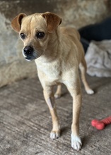COTTON, Hund, Mischlingshund in Griechenland - Bild 4