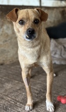 COTTON, Hund, Mischlingshund in Griechenland - Bild 5