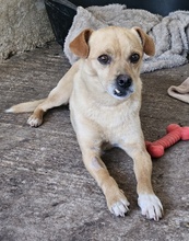 COTTON, Hund, Mischlingshund in Griechenland - Bild 7