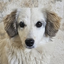 CAYLA, Hund, Mischlingshund in Griechenland - Bild 1