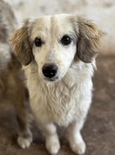 CAYLA, Hund, Mischlingshund in Griechenland - Bild 3