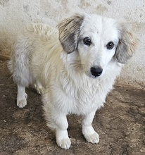 CAYLA, Hund, Mischlingshund in Griechenland - Bild 5