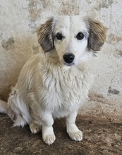 CAYLA, Hund, Mischlingshund in Griechenland - Bild 6