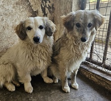 CAYLA, Hund, Mischlingshund in Griechenland - Bild 7