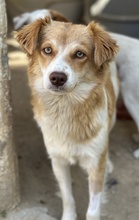 CILLY, Hund, Mischlingshund in Griechenland - Bild 2