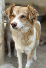 CILLY, Hund, Mischlingshund in Griechenland - Bild 3