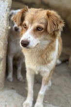 CILLY, Hund, Mischlingshund in Griechenland - Bild 4