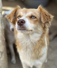 CILLY, Hund, Mischlingshund in Griechenland - Bild 5