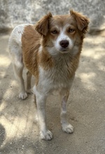 CILLY, Hund, Mischlingshund in Griechenland - Bild 6