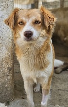 CILLY, Hund, Mischlingshund in Griechenland - Bild 7