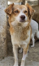 CILLY, Hund, Mischlingshund in Griechenland - Bild 8